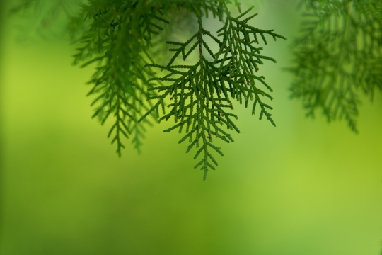 虚化背景户外自然树木绿色叶子