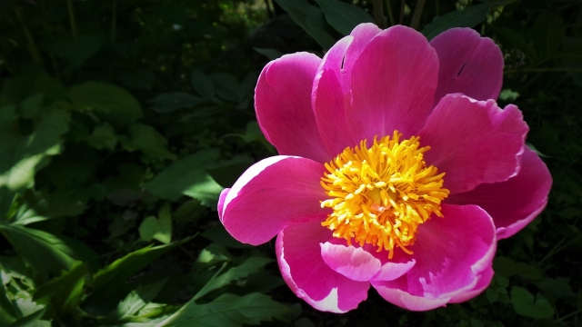 阳光户外粉色花朵绿色叶子黄色花蕊自然植物