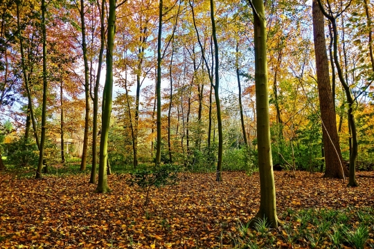 小树林秋季落叶精美风光