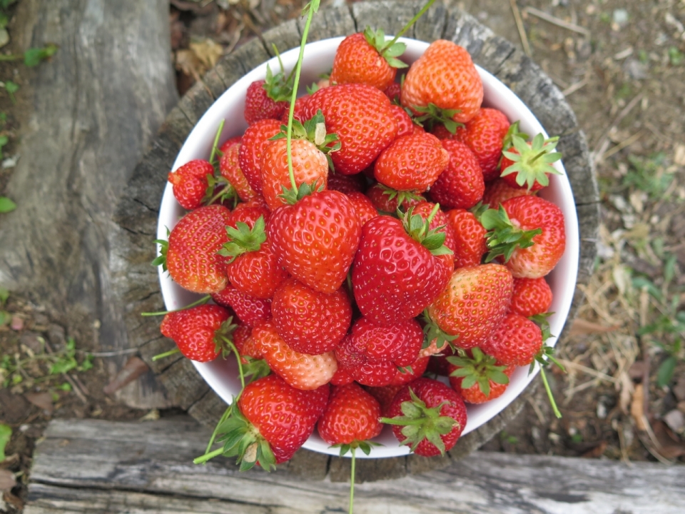 碗中新鲜清洗红色草莓水果