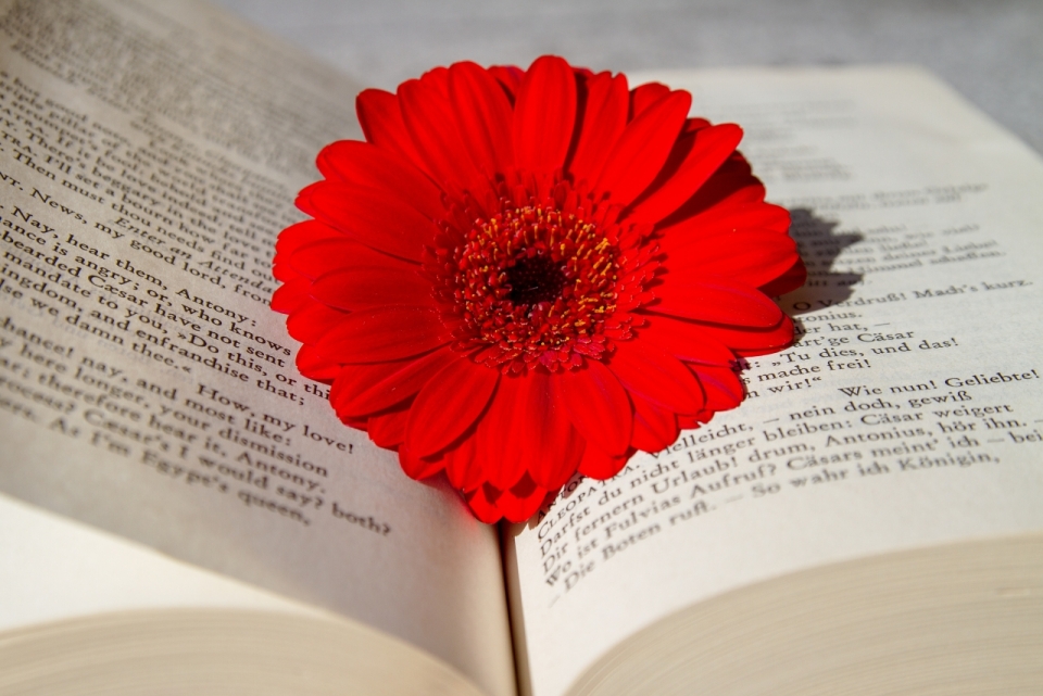 翻开厚实书本鲜艳红色花朵花瓣植物