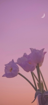 郁金香手机壁纸