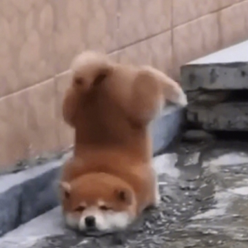 小柴狗狗写真图片