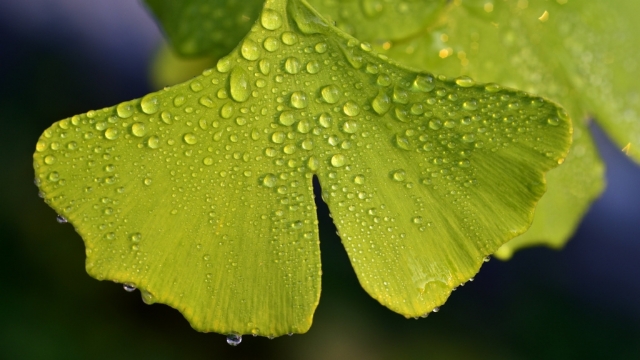 清新绿色护眼高清银杏叶桌面壁纸