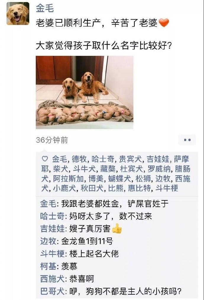 狗狗的朋友圈图片