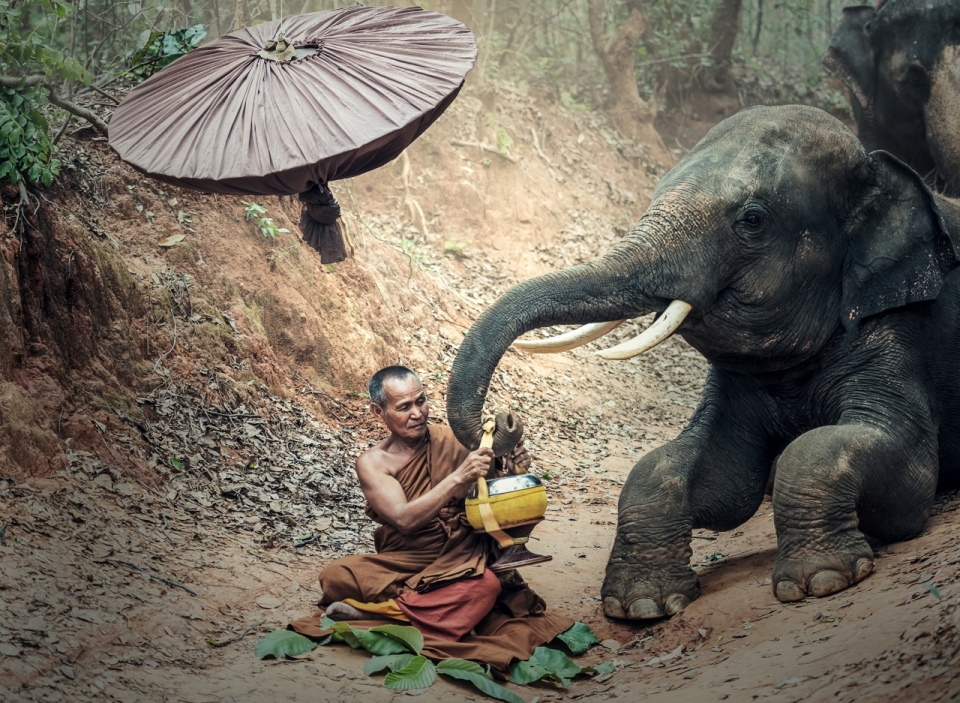 泰国和尚和大象和谐相处