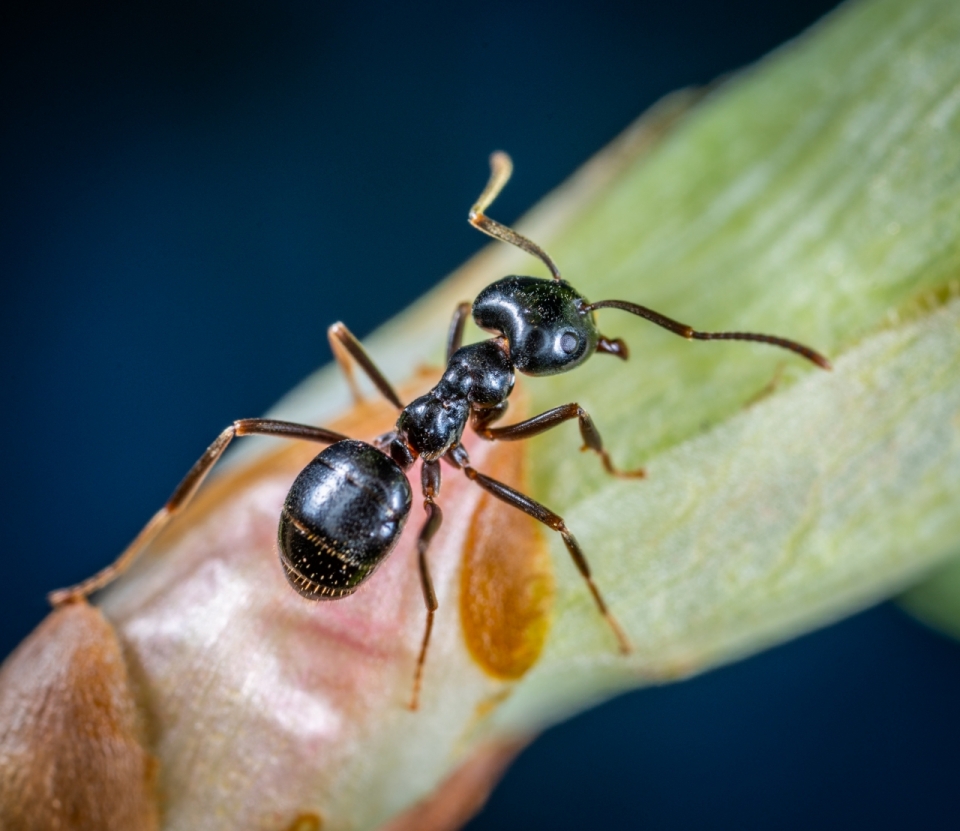 绿色树叶攀爬黑色蚂蚁昆虫微距