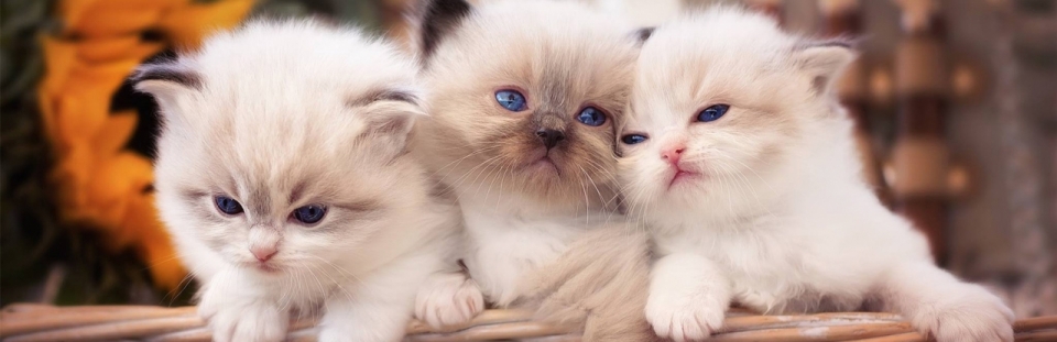 可爱的三只小猫图片