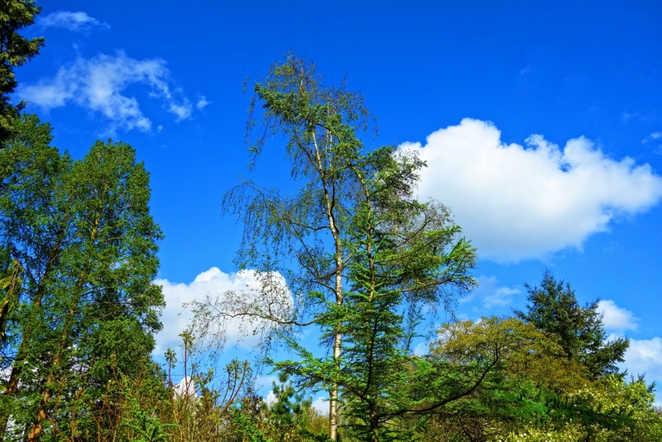 蓝天白云晴朗天空自然绿色树木