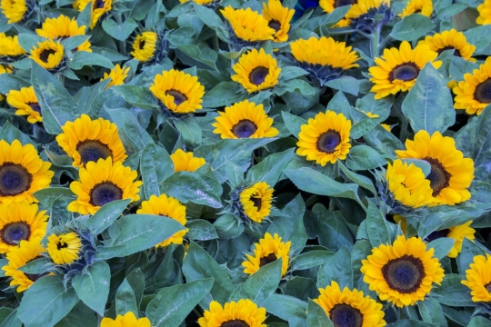 户外黄色花朵绿色枝叶向日葵植物