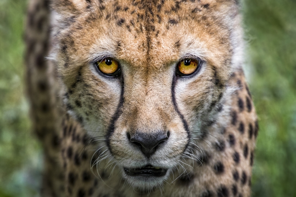 双眼向上翻的猎豹正面特写