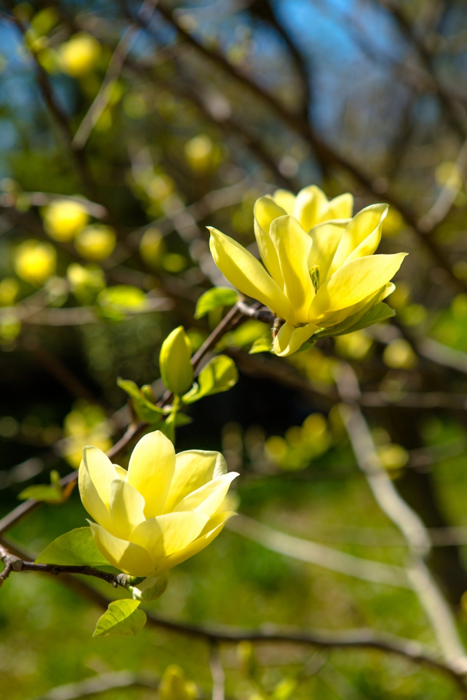 虚化背景户外自然树木树枝黄色花朵