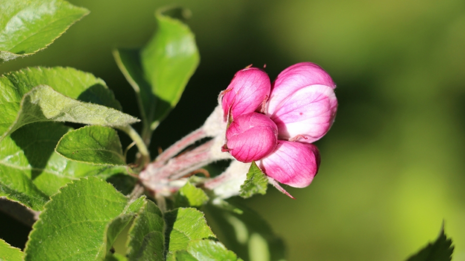 苹果花自然风光优美风景高清桌面壁纸