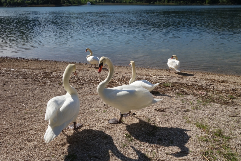 阳光户外自然湖泊野生天鹅鸟类动物
