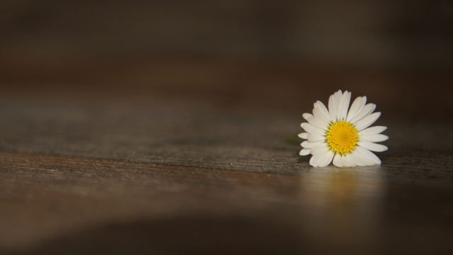 室内木制桌面自然黄色花蕊白色花朵