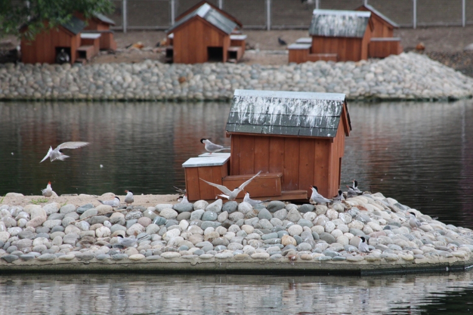 河边鹅卵石木制小屋栖息鸟类动物