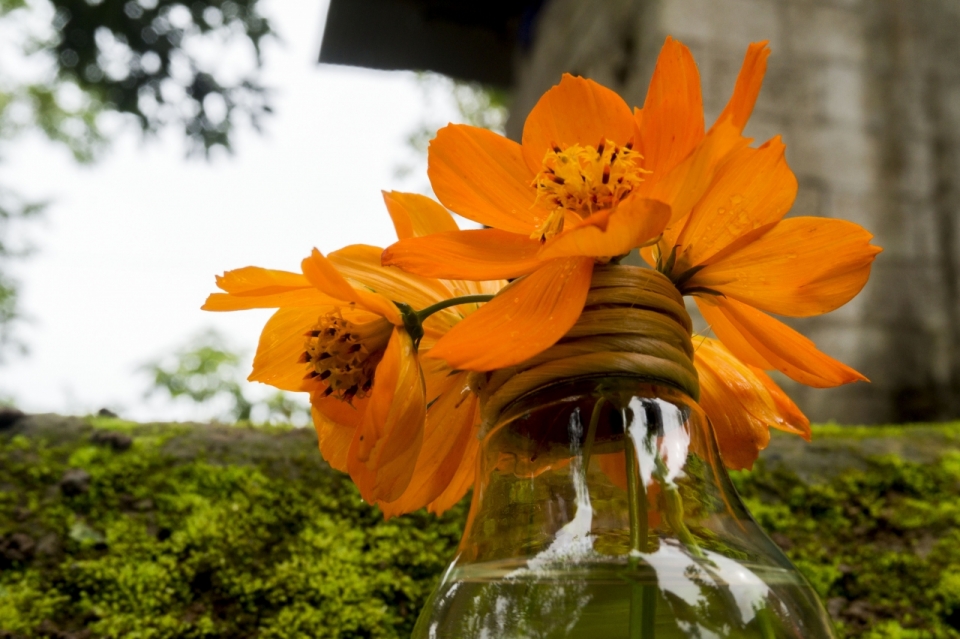 户外透明玻璃花瓶自然橙色花朵植物