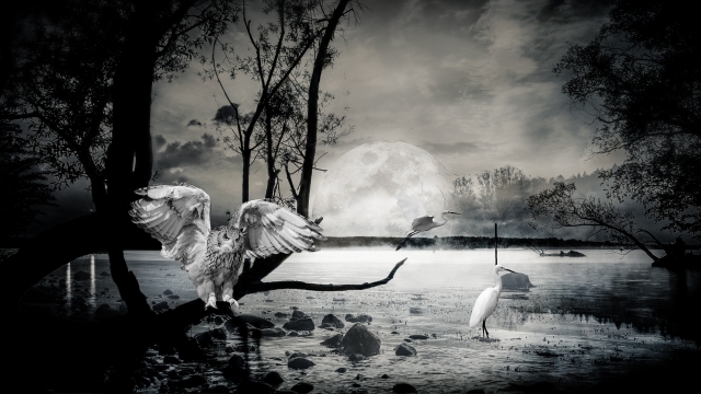 太阳落下浅滩白鹤和树枝上的猫头鹰