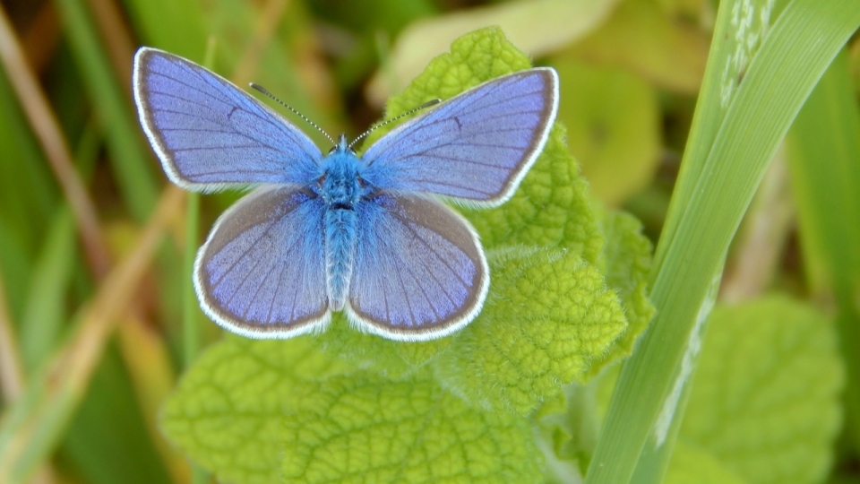 微距摄影_自然户外绿色叶子植物上蓝色蝴蝶
