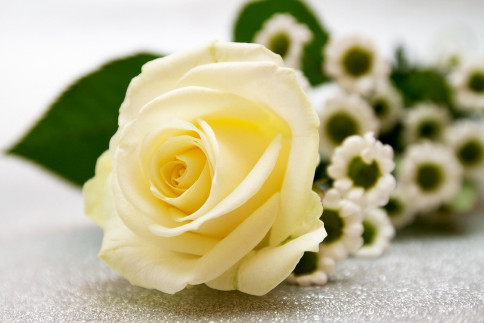 摄影基础_石质桌面白色玫瑰花朵自然植物