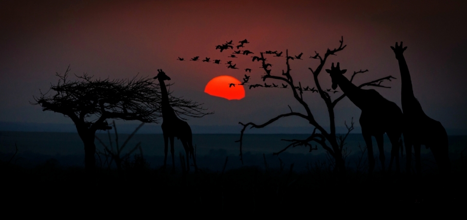 红色夕阳下山时黑色草原上的长颈鹿