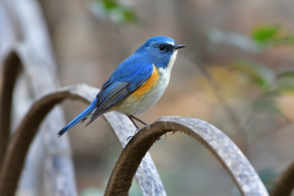 虚化背景金属栏杆上蓝色野生鸟类动物