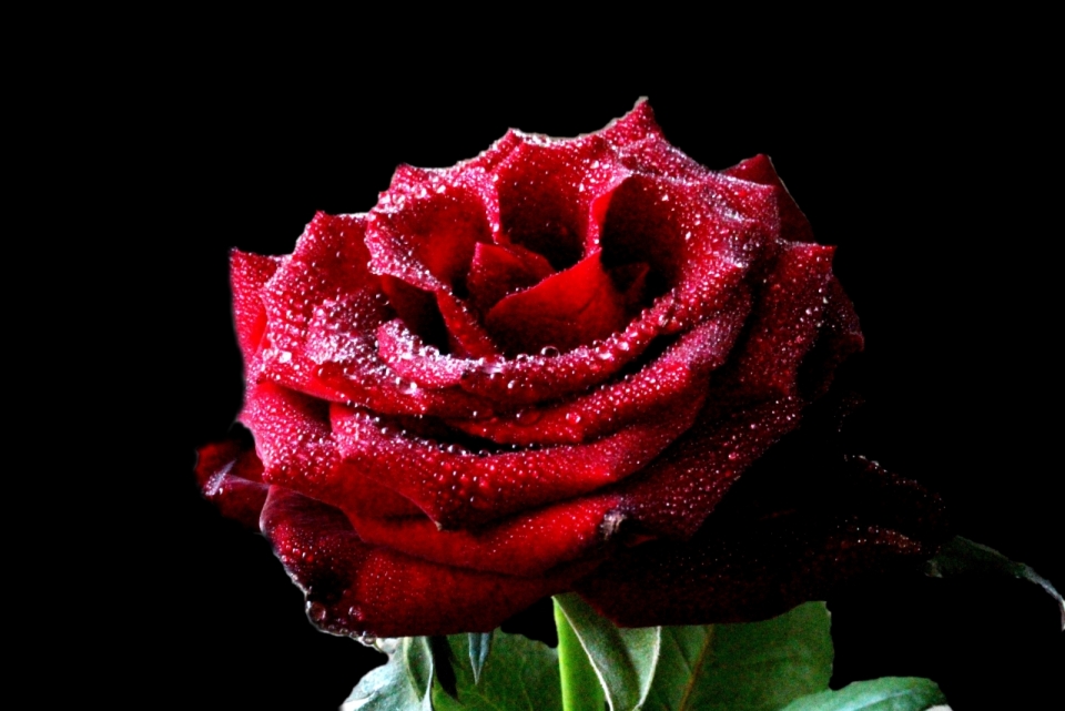 黑色背景沾水浪漫红色玫瑰花朵植物