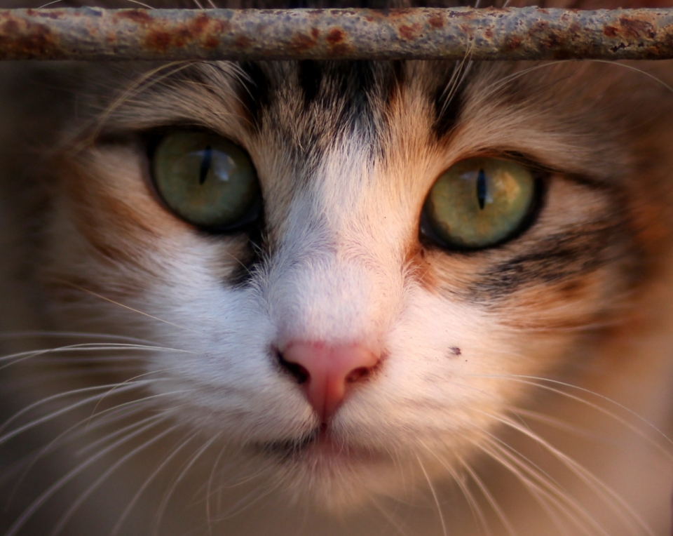 绿色眼睛可爱宠物猫面部特写