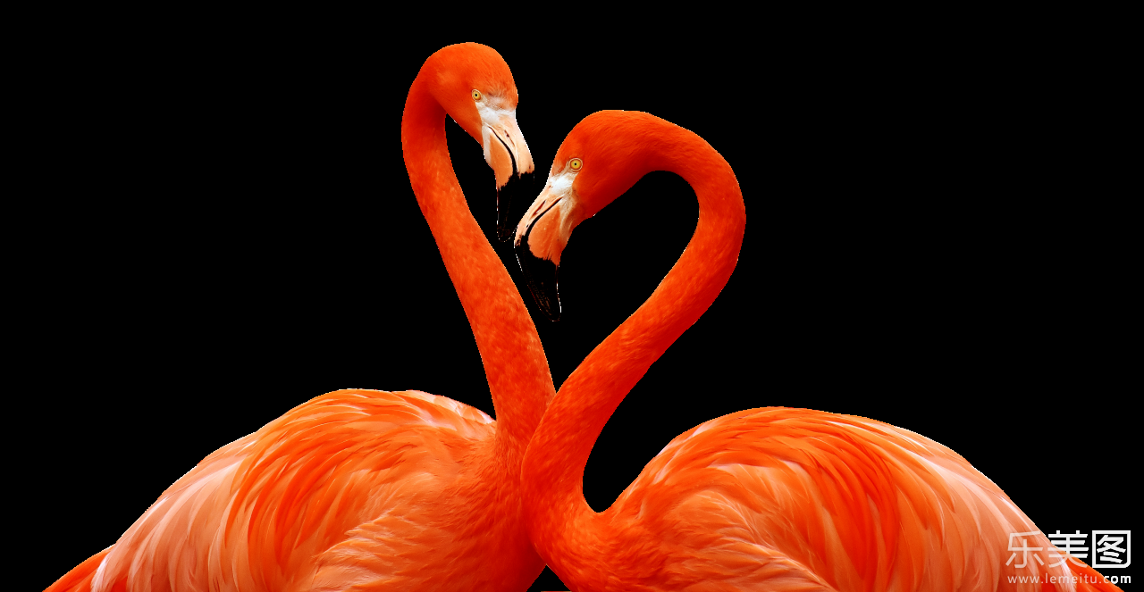 简约白色背景鲜艳橙色火烈鸟鸟类动物