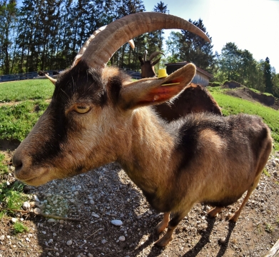 阳光自然户外野生棕色山羊动物