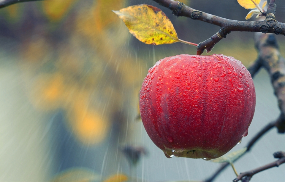 果树上成熟新鲜红色苹果水果美食