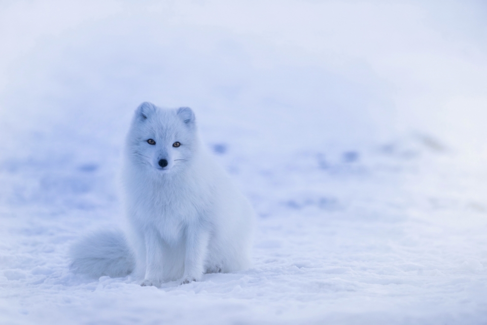 站在雪地上和白雪一样白的北极狐