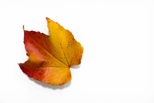 白色背景前枯黄的枫树树叶摄影