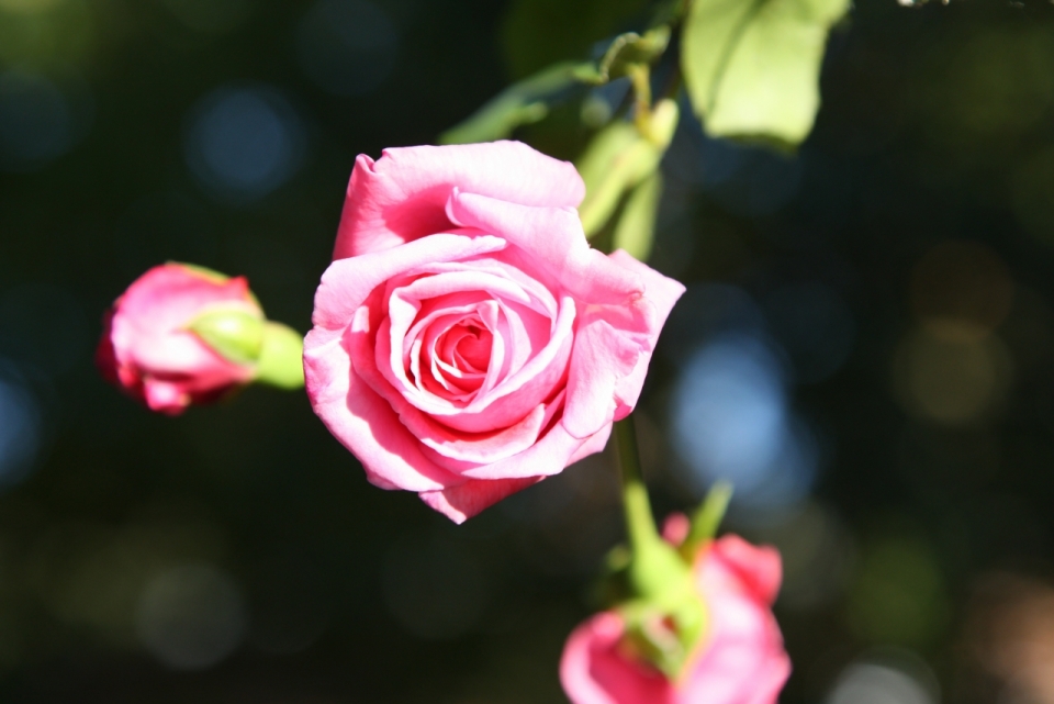 阳光户外自然绿色叶子粉色花朵玫瑰植物