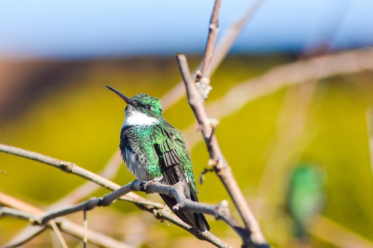 阳光户外自然树木树枝野生绿色鸟类动物