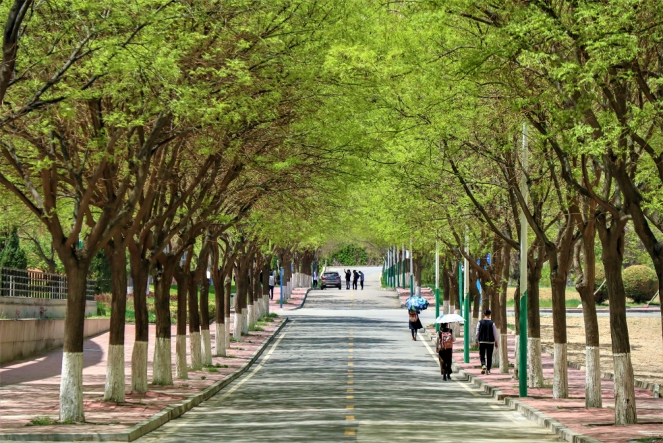 阳光城市街道自然绿色树木间马路