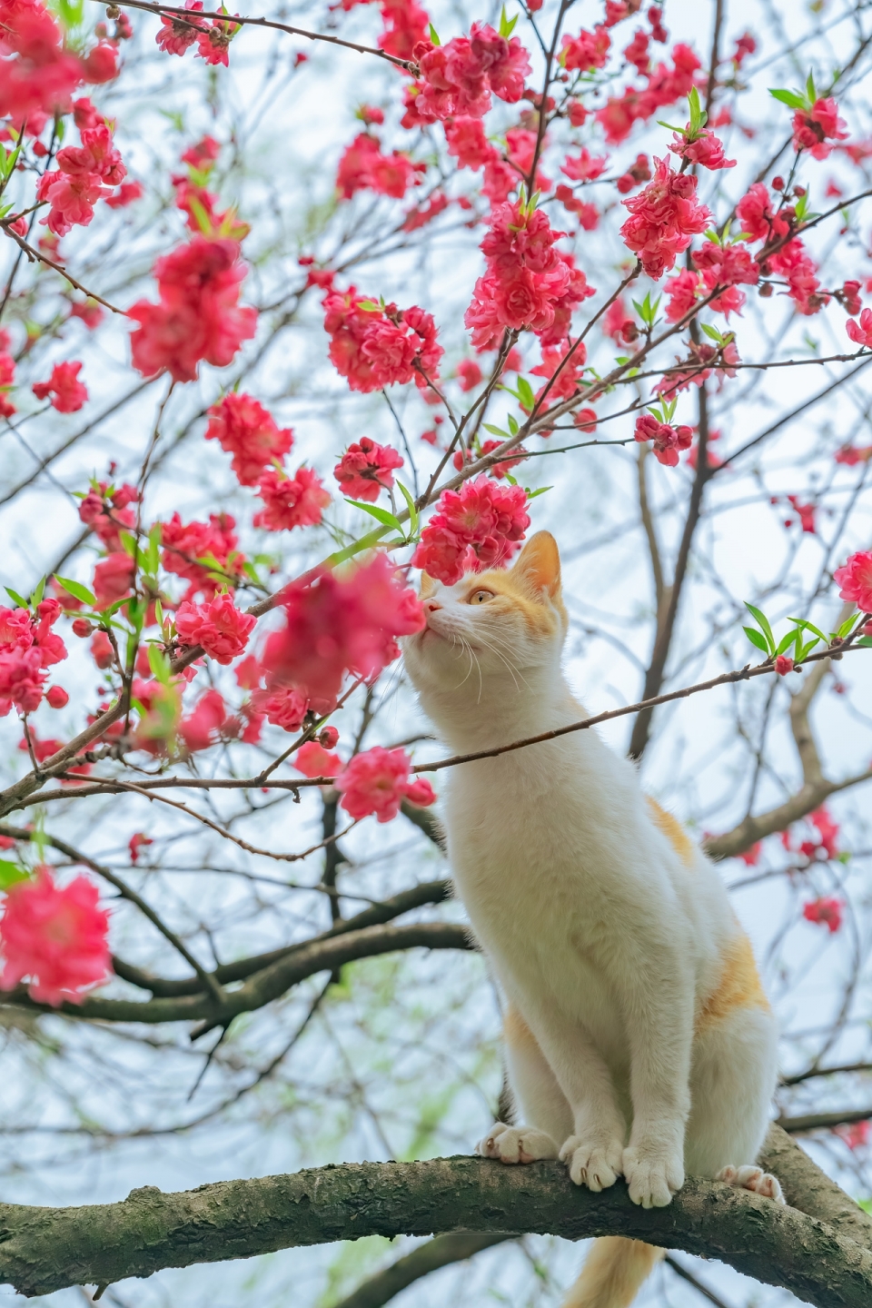 春天的小猫写真图片