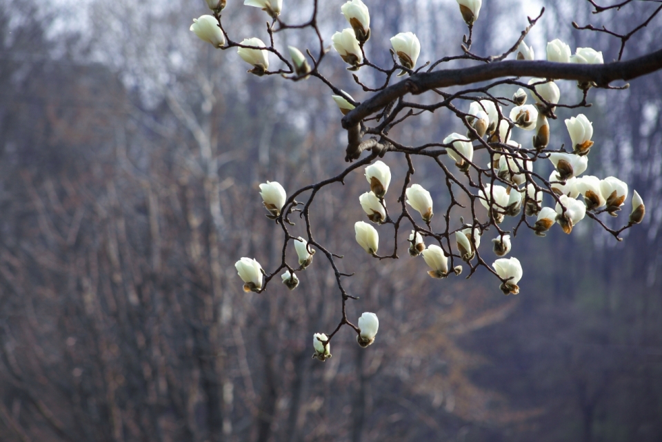 户外自然山峰树木树枝白色花朵