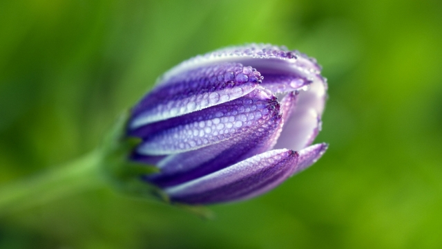 唯美花朵高清桌面壁纸