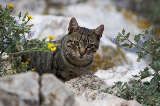 虚化背景户外自然岩石可爱宠物猫