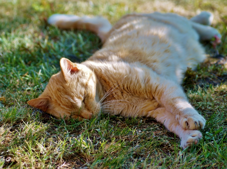 阳光自然绿色草坪可爱黄色宠物猫