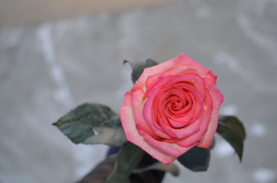 家中花瓶摆放美丽插花外观特写