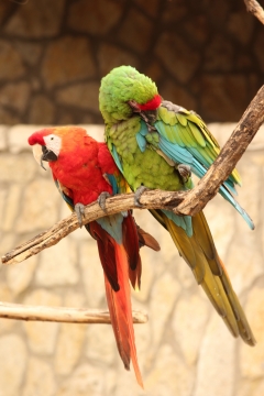 虚化背景户外自然树枝上彩色鹦鹉