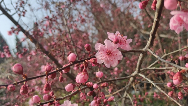 凌寒怒放的梅花无水印电脑桌面高清壁纸图片