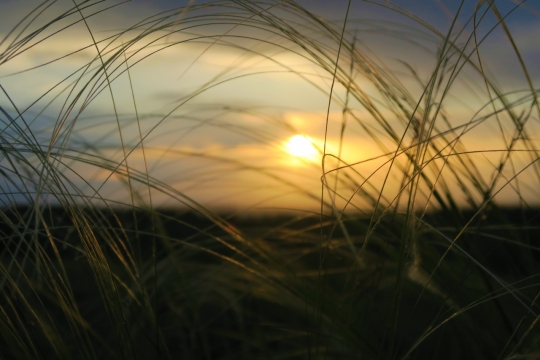 朦胧夕阳照射田野间细长草叶植物