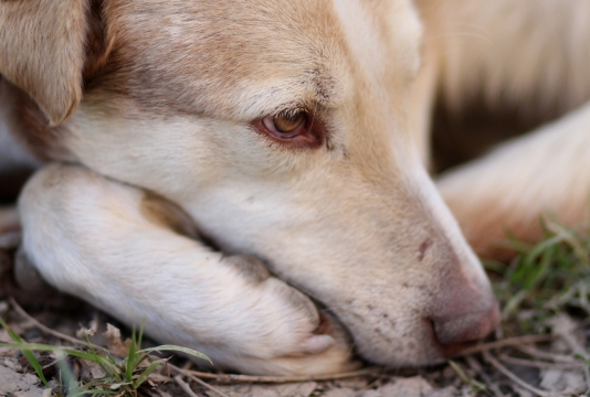 户外地面可爱棕色眼睛黄色宠物狗