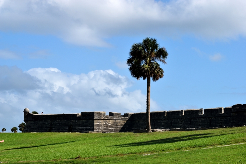 蓝天白云城墙外绿色草地上一颗椰子树