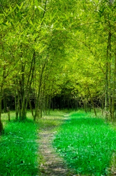 生机盎然碧绿自然竹林清新风景