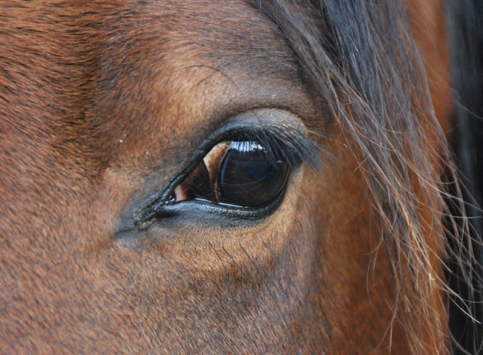 棕色马的黑色眼球近距离特写