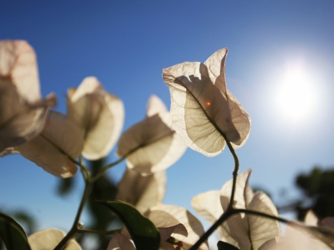 背景虚化白叶子花的仰拍逆光摄影